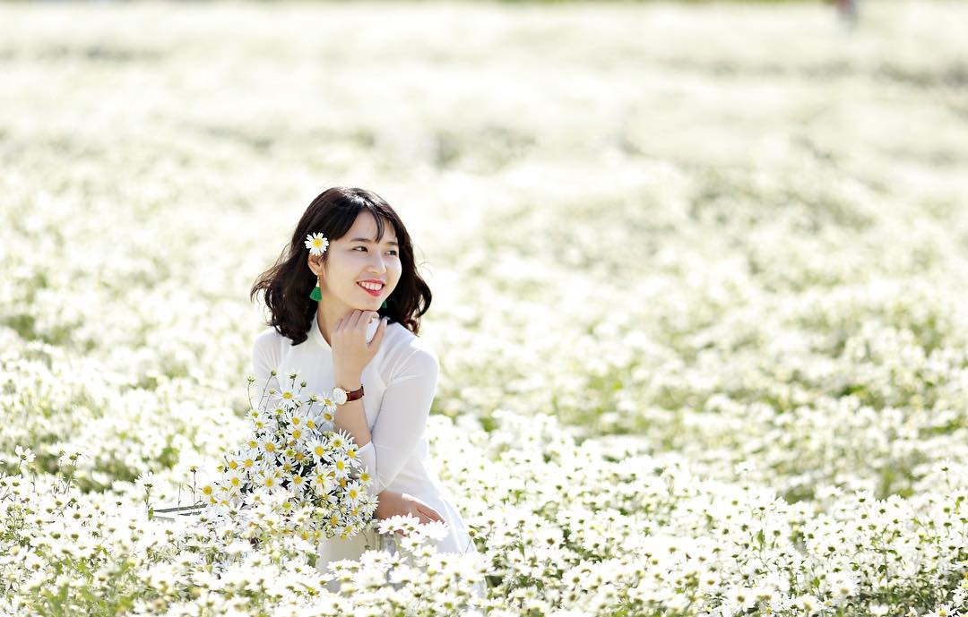 Vườn cúc họa mi là địa điểm chụp ảnh nên đi ở Hà Nội