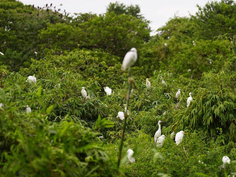 vườn cò bằng lăng ở cần thơ