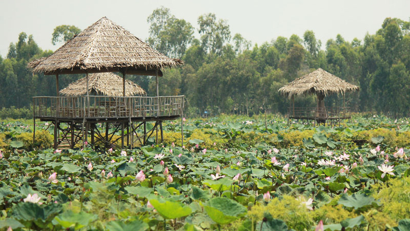 Khu du lịch sinh thái Đồng Sen Tháp Mười