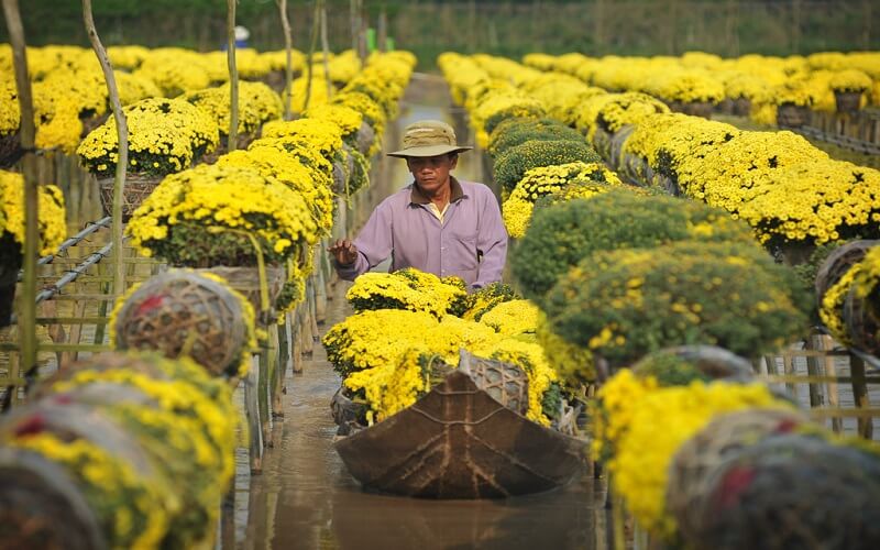 Làng hoa Đồng Tháp nổi tiếng gần xa với nhiều loại hoa kiểng