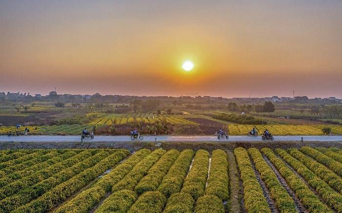 Cánh đồng hoa Cúc Chi