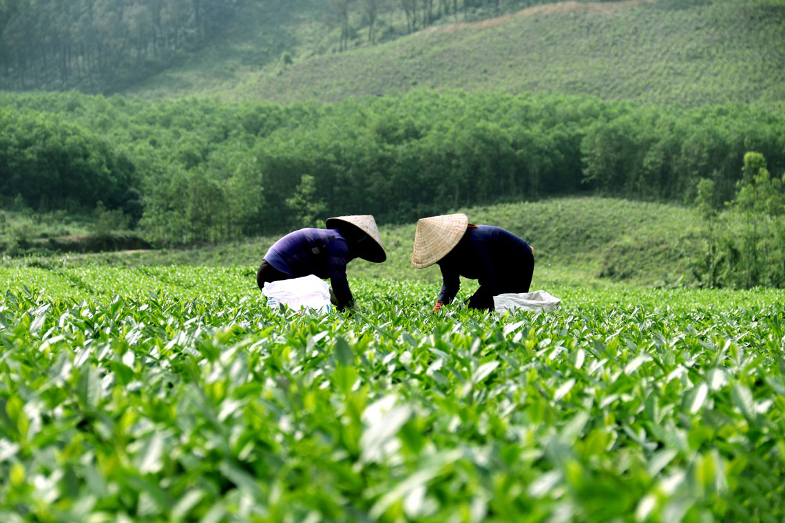 Đồi chè Kỳ Trung Hà Tĩnh