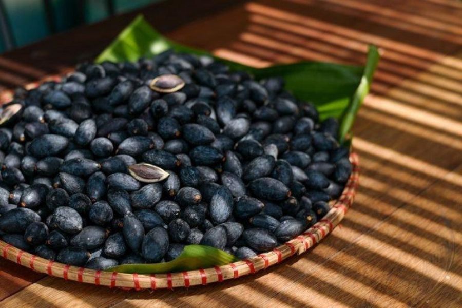 Trám Đen Hà Châu - Hương Rừng Giữa Mùa Hè